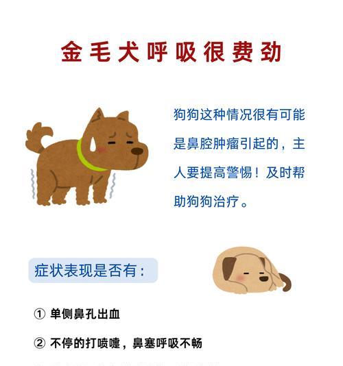金毛狗狗口臭原因与解决方法全解析，让爱宠恢复清新呼吸