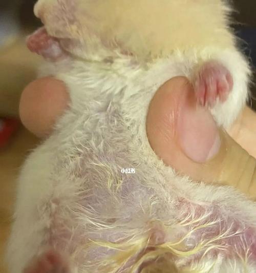 仓鼠湿尾症状识别与防治指南,守护爱宠健康 仓鼠湿尾症状识别与防治指南,守护爱宠健康