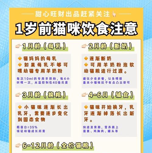 幼猫科学喂养指南：从奶粉到猫粮的营养过渡