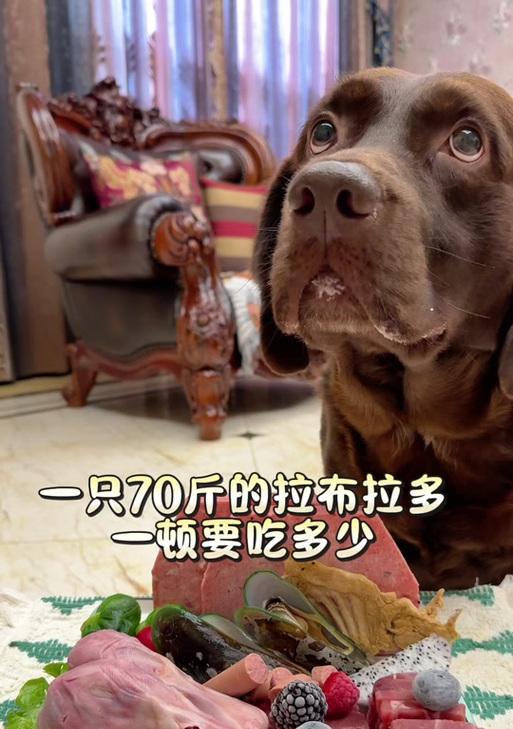 幼犬饮食节律养成方法:每天一顿对健康与成长的影响 幼犬饮食节律养成方法:每天一顿对健康与成长的影响