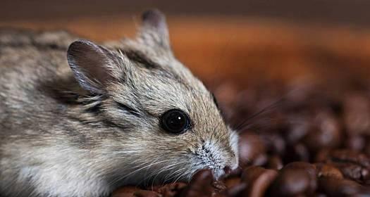 荷兰猪饲养全攻略:特征、训练技巧与健康护理指南 荷兰猪饲养全攻略:特征、训练技巧与健康护理指南