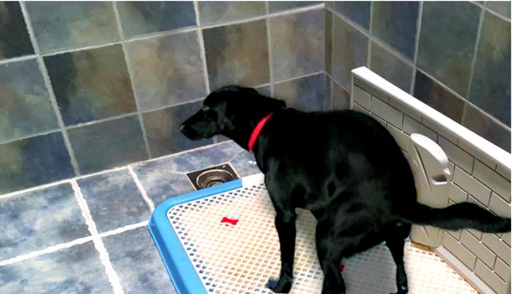 幼犬排泄训练全攻略：掌握关键方法与引导技巧