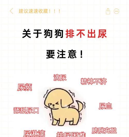 幼犬排泄训练全攻略：掌握关键方法与引导技巧