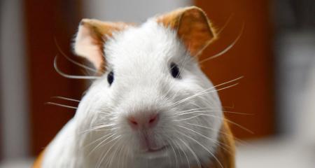 荷兰猪饲养全攻略:特征、训练技巧与健康护理指南 荷兰猪饲养全攻略:特征、训练技巧与健康护理指南