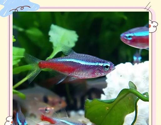 温和灯科鱼品种推荐与养殖指南，打造和谐水族箱