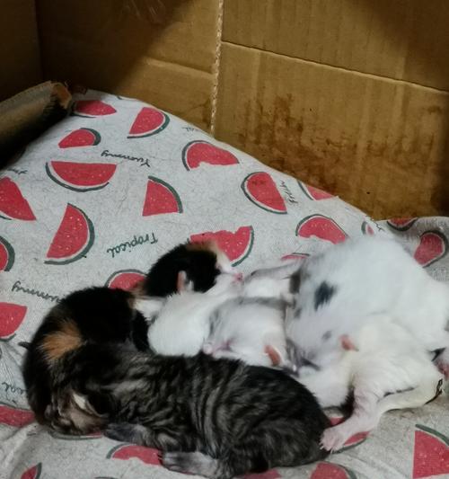 幼猫科学喂养指南：从奶粉到猫粮的营养过渡