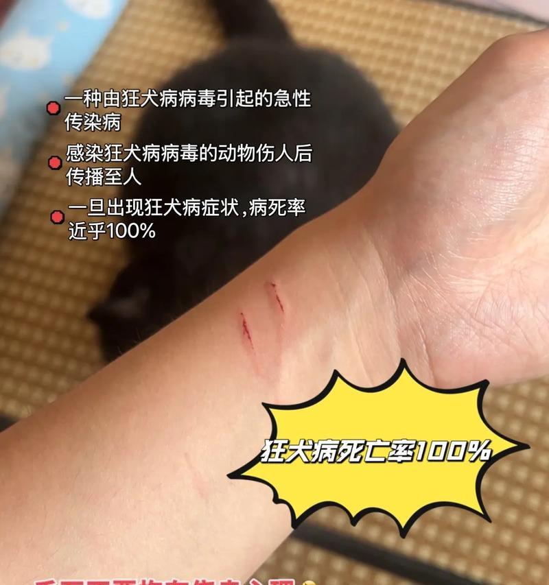 纠正狗狗攻击行为与咬人问题的有效方法指南