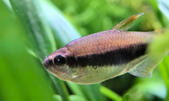 温和灯科鱼品种推荐与养殖指南，打造和谐水族箱