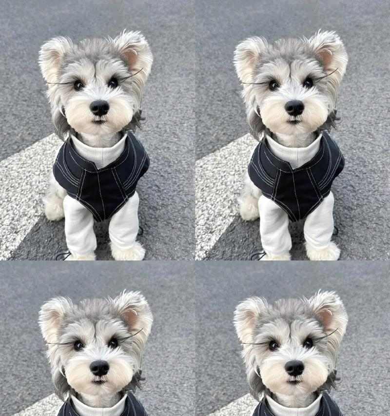 雪纳瑞颜色选择指南：白色黑色咖啡色的性格特点与养护解析