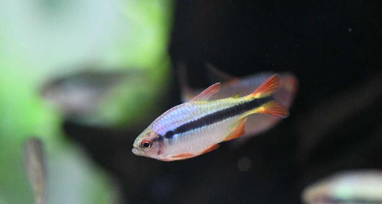 温和灯科鱼品种推荐与养殖指南，打造和谐水族箱