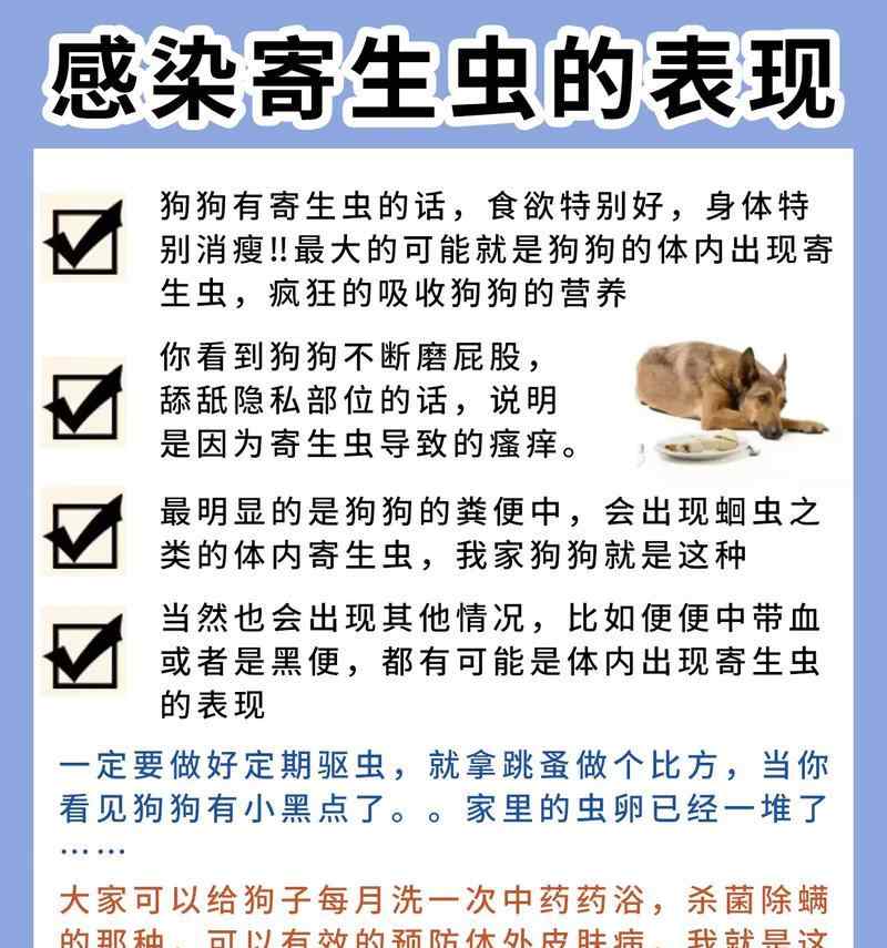 狗狗常见传染疾病预防指南，保护爱犬健康的实用方法