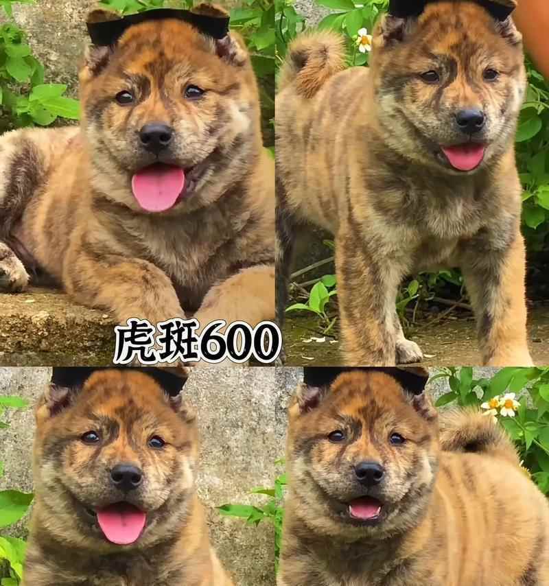 宠物繁殖特性全解析:如何选择合适伴侣与繁殖注意事项 宠物繁殖特性全解析:如何选择合适伴侣与繁殖注意事项