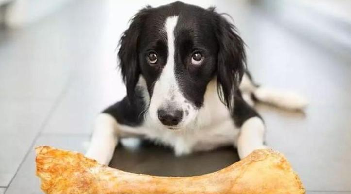 幼犬饮食节律养成方法:每天一顿对健康与成长的影响 幼犬饮食节律养成方法:每天一顿对健康与成长的影响