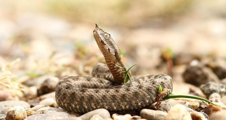 角蝰外貌特征与生态习性全解析：毒蛇的生存之道
