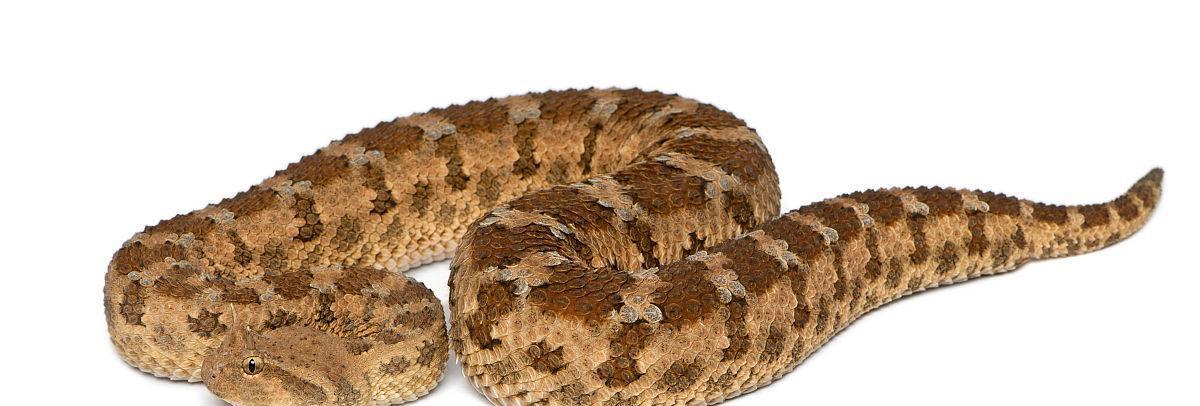 角蝰外貌特征与生态习性全解析：毒蛇的生存之道