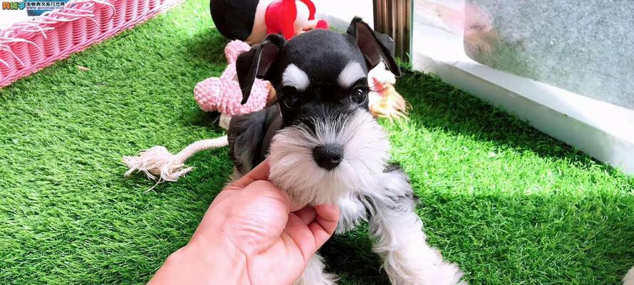 雪纳瑞颜色选择指南：白色黑色咖啡色的性格特点与养护解析