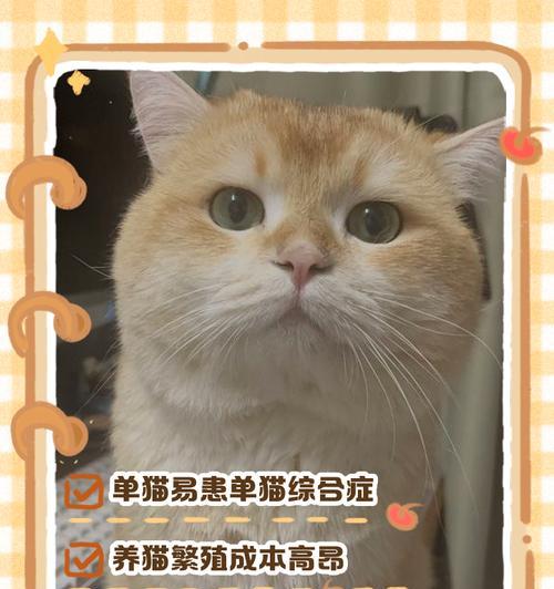 猫咪繁殖周期与生育知识详解，从发情到幼崽护理全指南