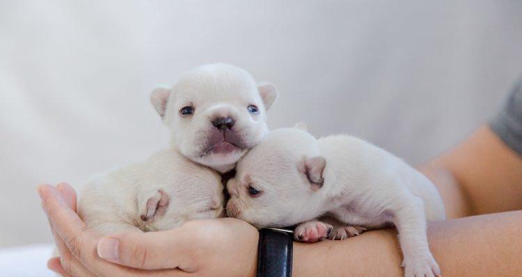 狗狗出生纸办理全流程指南与关键注意事项解析