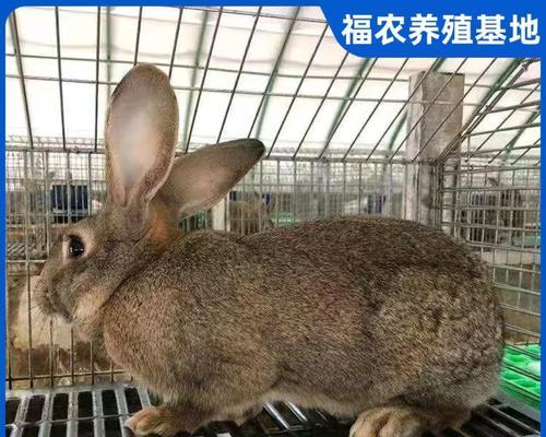巨型肉兔品种特点优势全解析：从比利时到荷兰的养殖前景