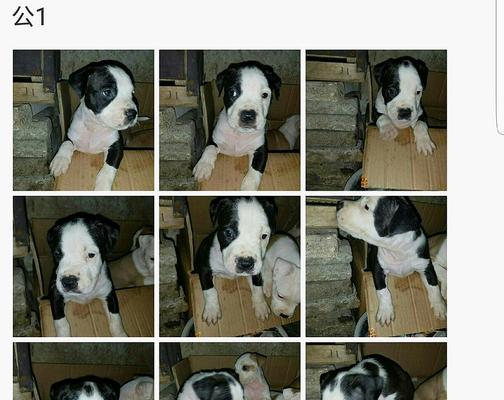 狗狗出生纸办理全流程指南与关键注意事项解析