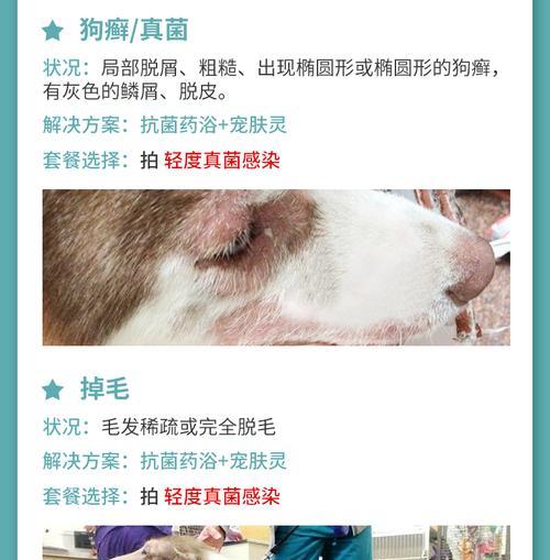 宠物药浴全解析:清洁滋润舒缓,科学护理指南 宠物药浴全解析:清洁滋润舒缓,科学护理指南