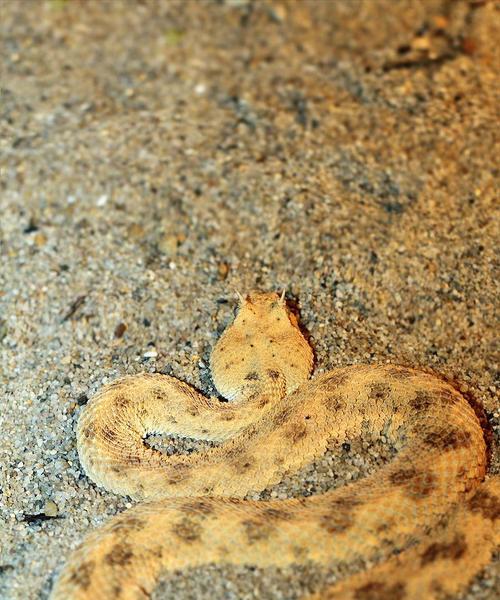 角蝰外貌特征与生态习性全解析：毒蛇的生存之道