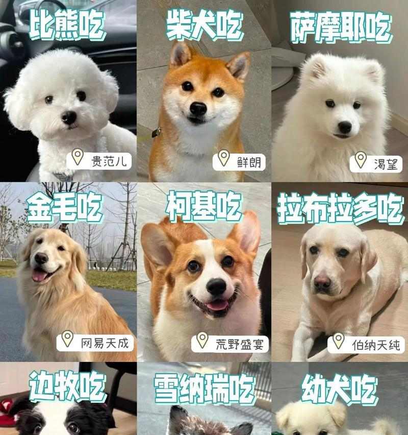 狗狗与主人的18种亲密互动方式，教你读懂宠物行为语言