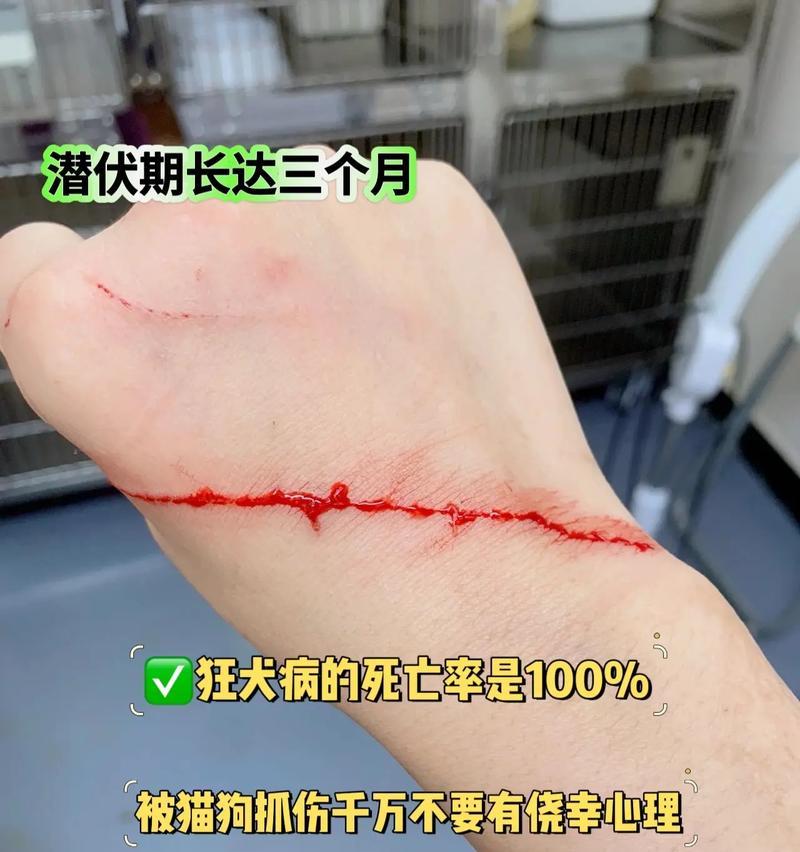宠物猫狗狂犬病的致命威胁与关键预防指南