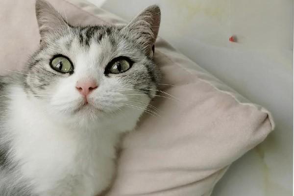 犬猫子宫内膜炎症状诊断与治疗方案全解析，宠物护理指南