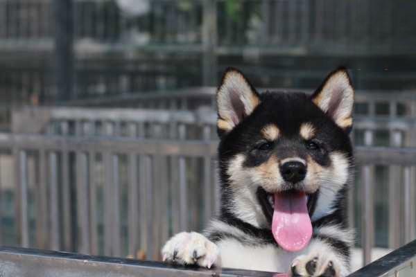 犬阴道脱出症状识别与治疗方案详解，预防母犬分娩困难