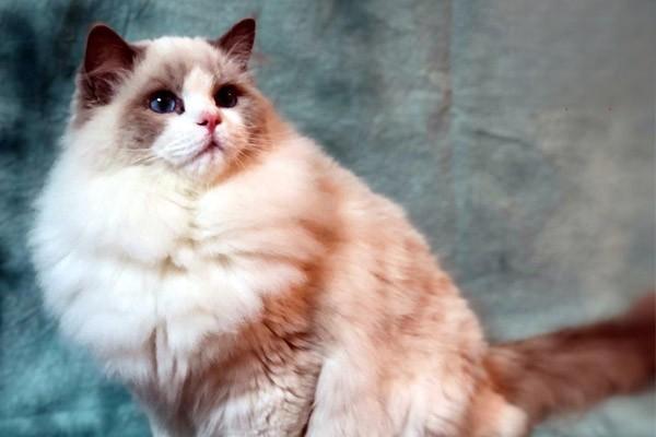 宠物假孕症状识别与应对方法详解，助你科学护理犬猫