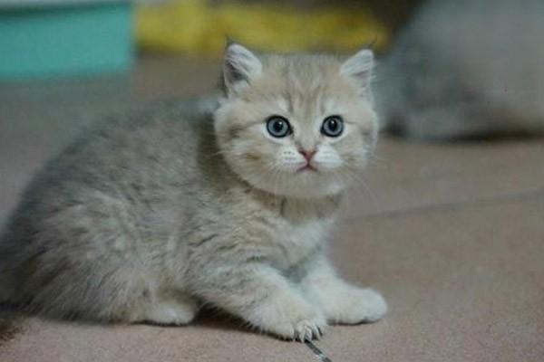 犬猫流产的5大类型解析与专业治疗方案指南 犬猫流产的5大类型解析与专业治疗方案指南