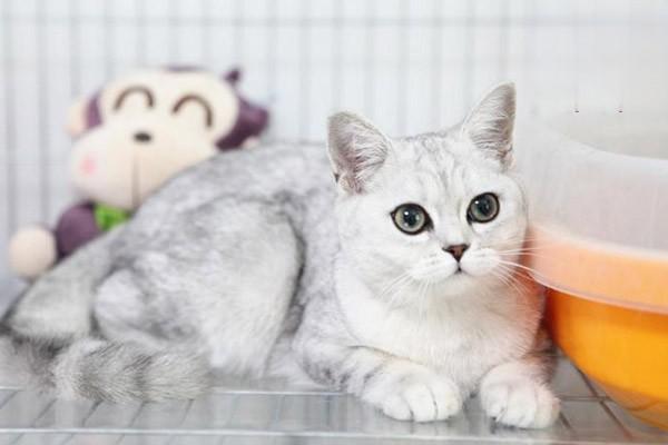 犬猫流产的5大类型解析与专业治疗方案指南 犬猫流产的5大类型解析与专业治疗方案指南