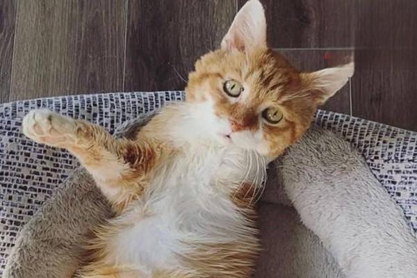 犬猫难产的原因、症状识别与紧急应对措施指南