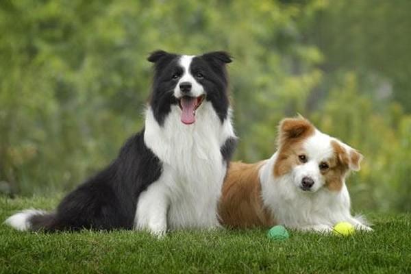 犬猫难产的原因、症状识别与紧急应对措施指南