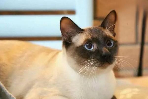 犬猫胎衣不下的病因症状与治疗方案详解,如何紧急处理与预防 犬猫胎衣不下的病因症状与治疗方案详解,如何紧急处理与预防