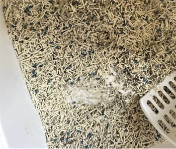 碳晶混合猫砂深度测评：除臭结团表现佳，后期使用需注意