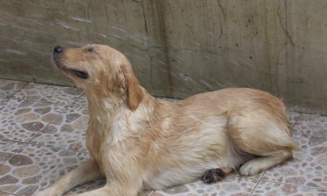 金毛食欲减退呕吐原因解析与家庭护理治疗指南 金毛食欲减退呕吐原因解析与家庭护理治疗指南