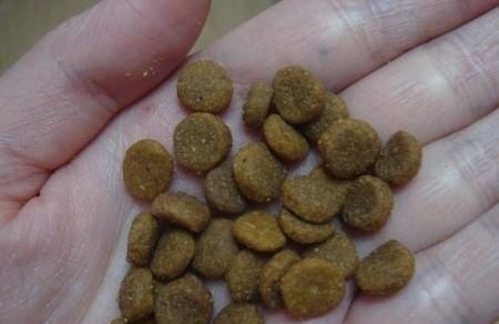 金毛食欲减退呕吐原因解析与家庭护理治疗指南 金毛食欲减退呕吐原因解析与家庭护理治疗指南