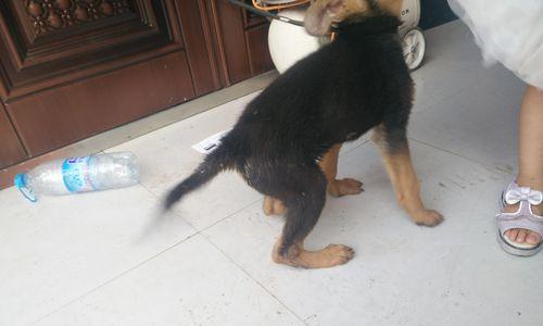 狼狗饮食禁忌全解析:15种危险食物清单与喂养指南 狼狗饮食禁忌全解析:15种危险食物清单与喂养指南