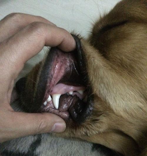 金毛食欲减退呕吐原因解析与家庭护理治疗指南 金毛食欲减退呕吐原因解析与家庭护理治疗指南