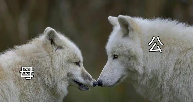 狼狗饮食禁忌全解析:15种危险食物清单与喂养指南 狼狗饮食禁忌全解析:15种危险食物清单与喂养指南