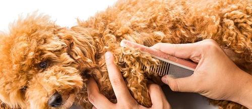 幼犬毛发健康全攻略:营养补充与日常护理关键点 幼犬毛发健康全攻略:营养补充与日常护理关键点