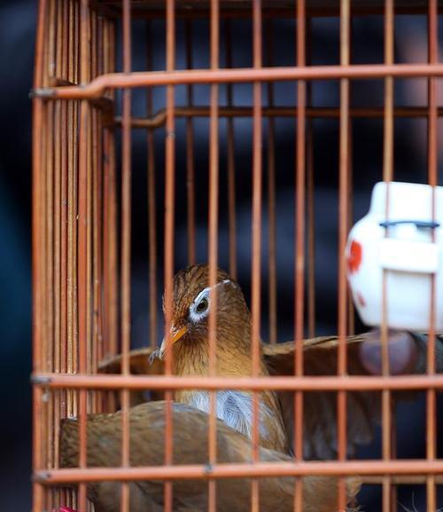 画眉鸟毛色变异遗传规律与多样性研究