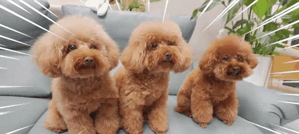 养狗的15个好处:从身心健康到情感陪伴的全面解析 养狗的15个好处:从身心健康到情感陪伴的全面解析