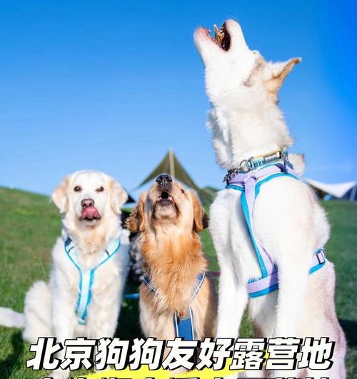 北京犬类管理措施解析：防控成效与未来方向