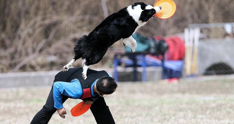 北京犬类管理措施解析：防控成效与未来方向