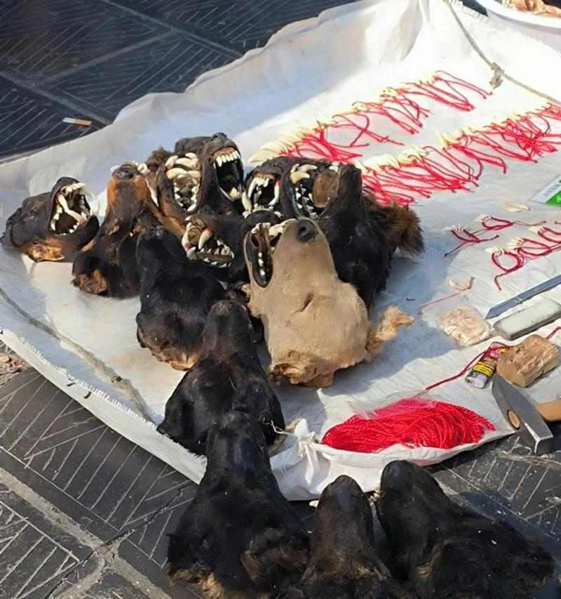 黑色狗辟邪的传说与真相，探索其文化传承与神秘力量