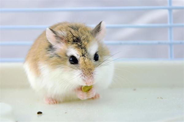 仓鼠视力差如何科学饲养？视力特点与安全养护指南