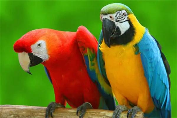 虎皮鹦鹉年龄判断方法详解，从外貌特征识别生长阶段